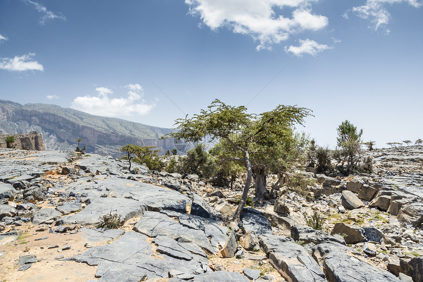 Jebel Shams树图片