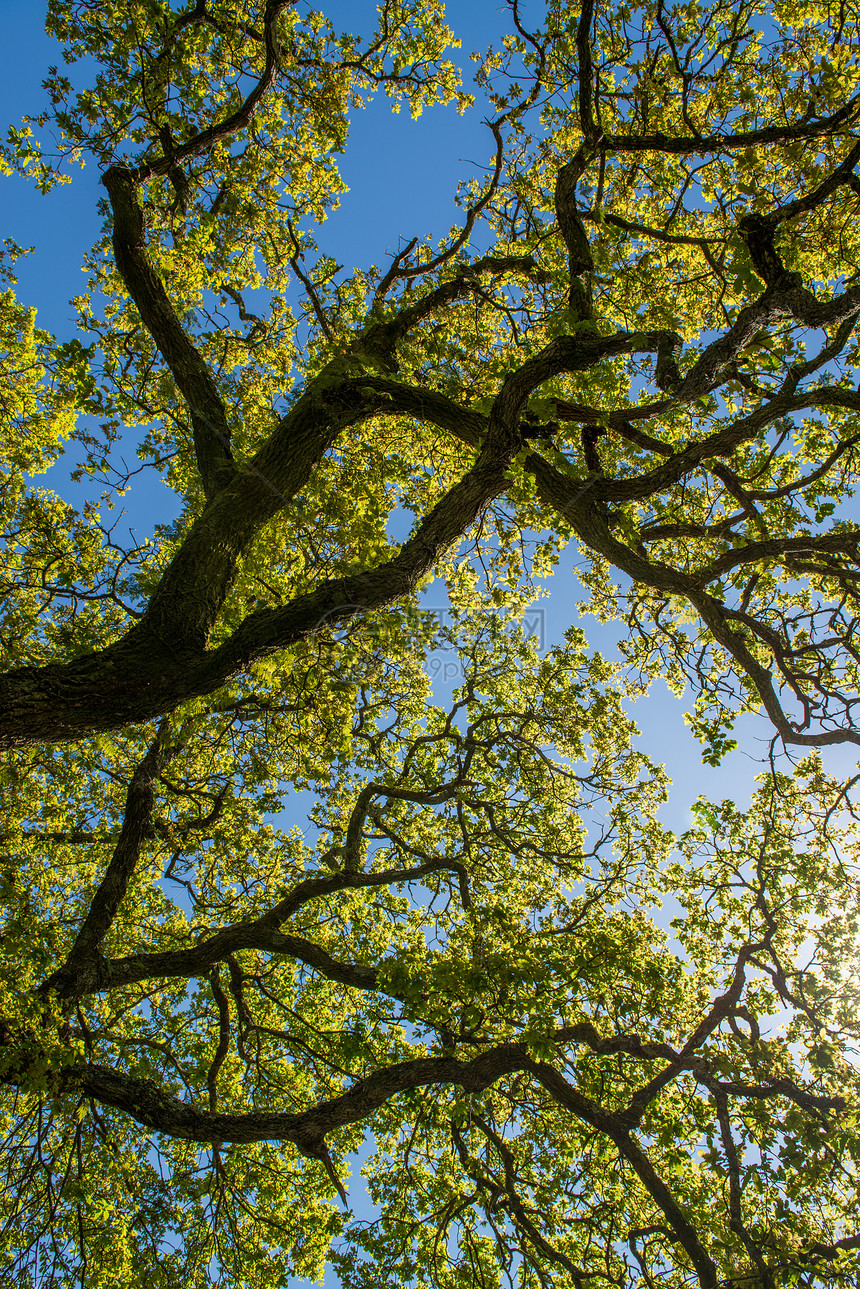 蓝天上的绿叶蓝色天空叶子金子季节性绿色阳光森林季节晴天图片