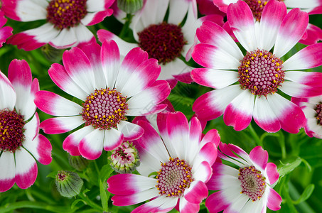 美丽的粉红花和绿草礼物雏菊花瓣花园植物明信片紫色温泉植物群花束背景图片
