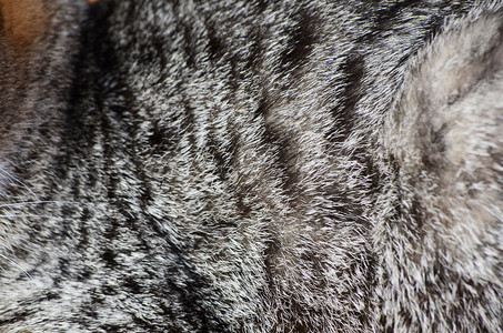 毛皮小猫条纹灰色黑色高清图片