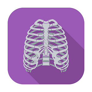 胸部图标人类胸腔的图标身体解剖学疼痛插图卫生生物学药品骨骼科学胸骨设计图片