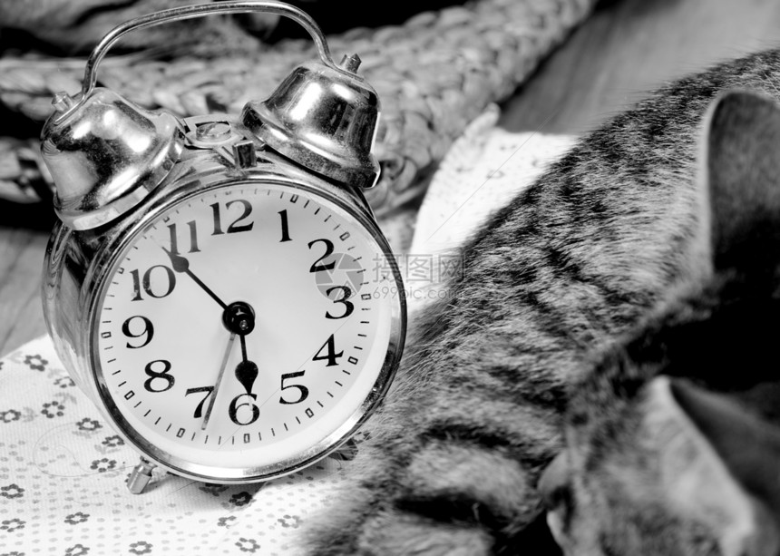 后退提醒小猫时间黑与白小时数字戒指睡觉宠物图片