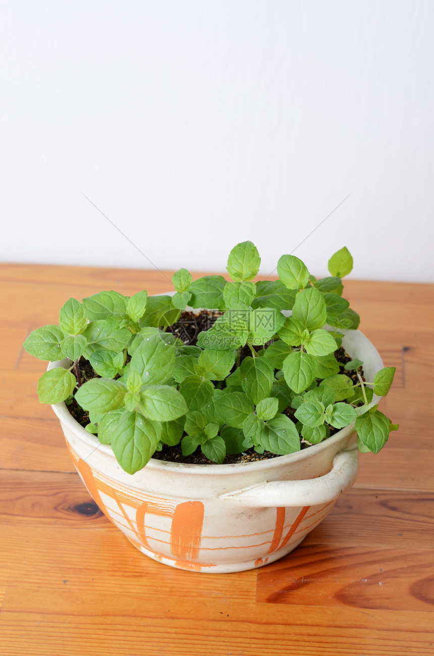 薄荷芳香木头草本树叶制品植物烹饪香料草本植物叶子图片