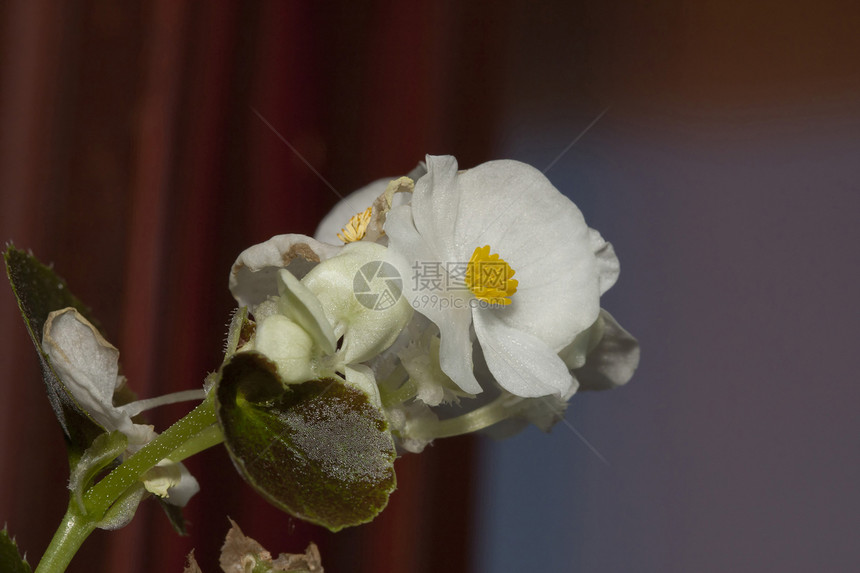 小型贝戈尼亚Name植物白色宏观黄色花园海棠花朵植物学农业绿色图片