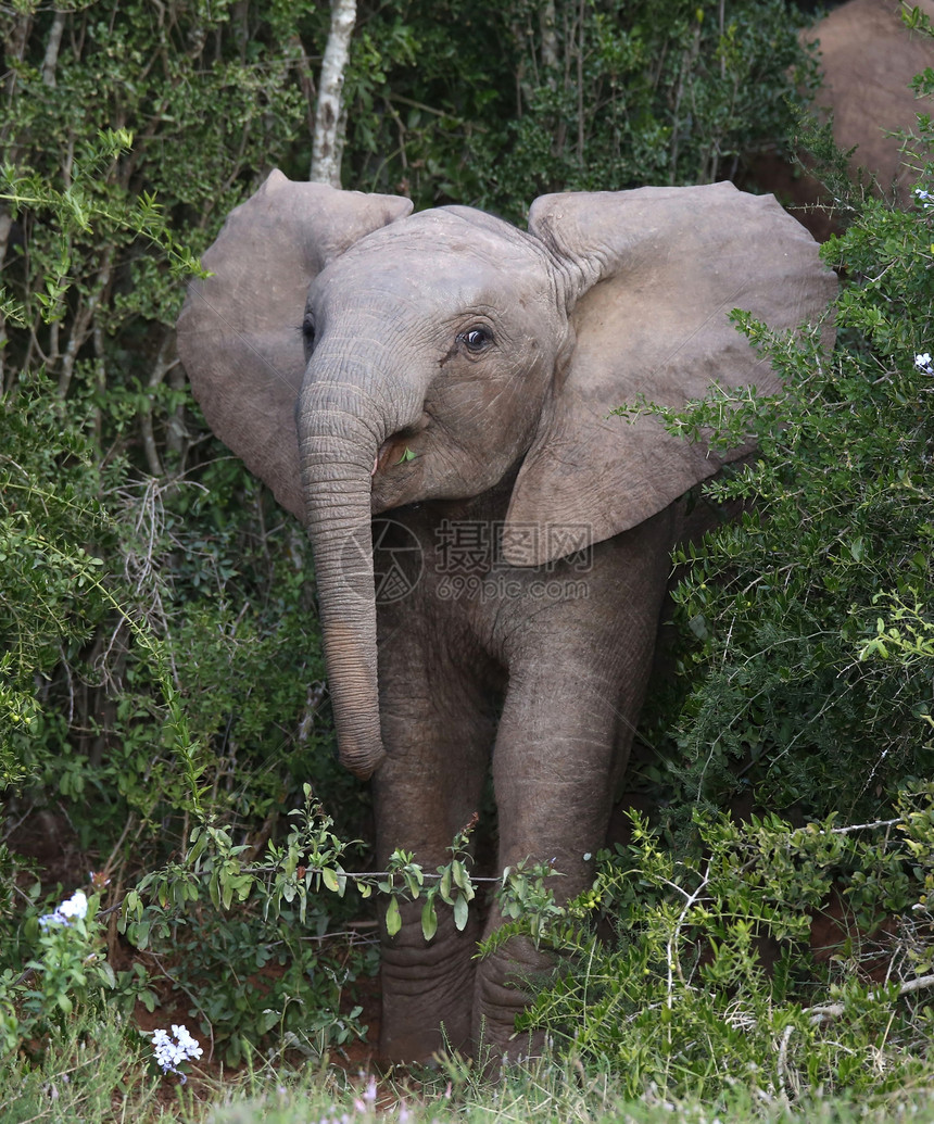 非洲非洲婴儿大象展示灌木丛荒野游客树干森林哺乳动物灰色棕色收费图片