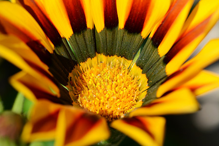 红色和黄色花菊科宏观选择性植物群焦点条纹背景图片