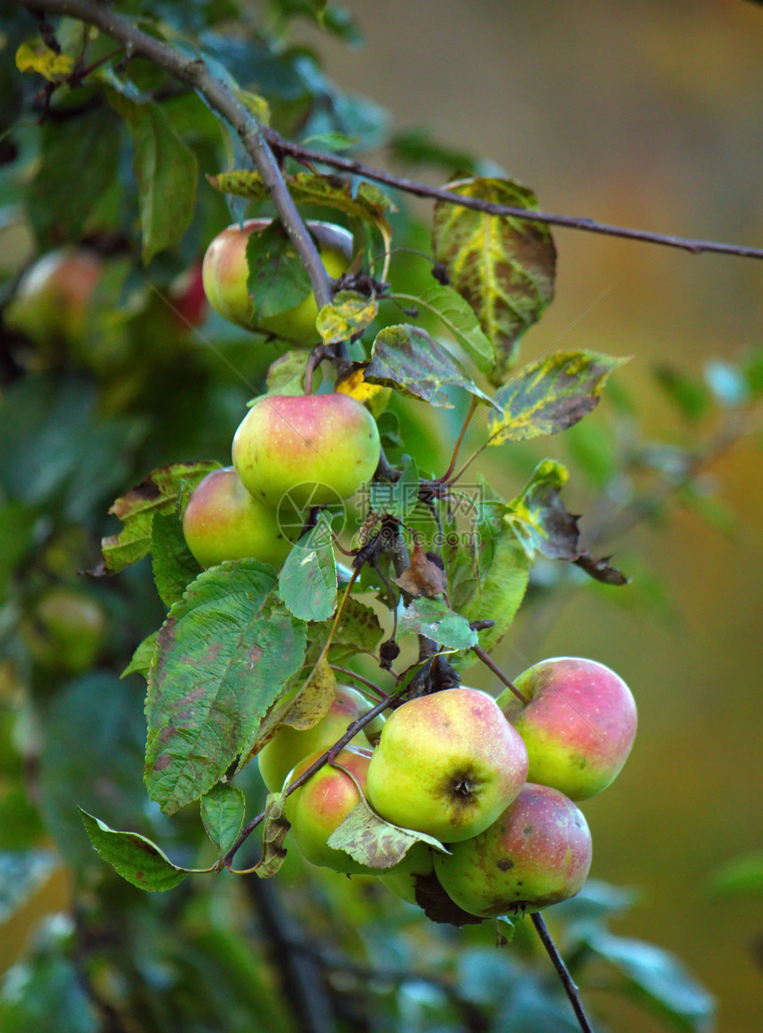 苹果树植物农业叶子生长食物绿色饮食花园红色水果图片