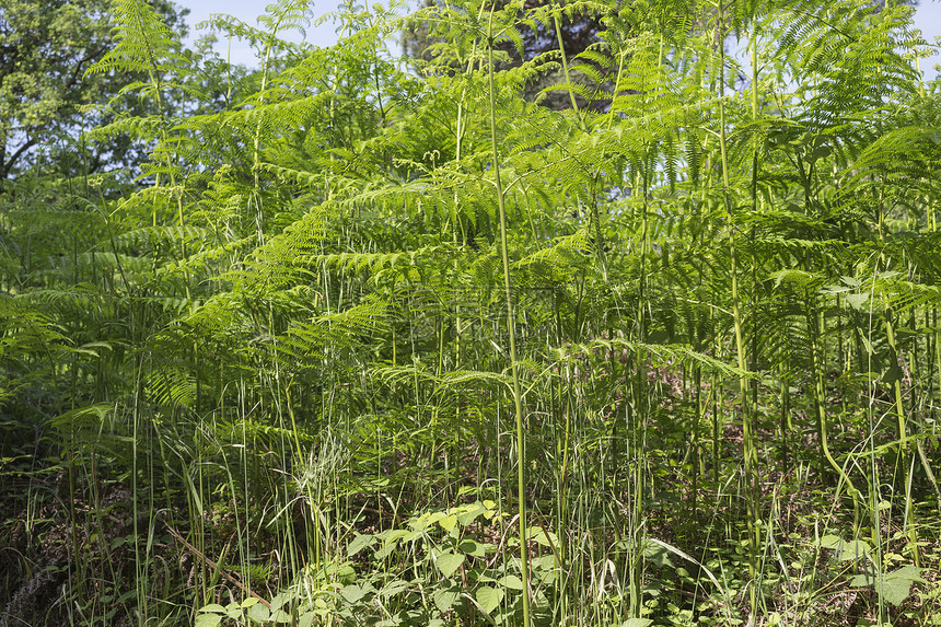 玛丽娜罗马纳附近的松木林中的ferns树木蕨类棕色森林树蕨杂草灌木丛燕麦提琴绿色图片