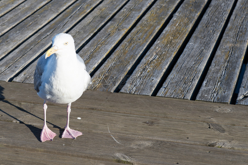 拉鲁斯阿尔根塔图斯海洋鸥科水鸟账单灰色海鸥蓝色掌状边缘鲱鱼图片