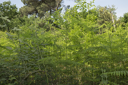 腌制提琴头玛丽娜罗马纳附近的松木林中的ferns松林棕色提琴杂草蕨类松树森林植物灌木丛树木背景