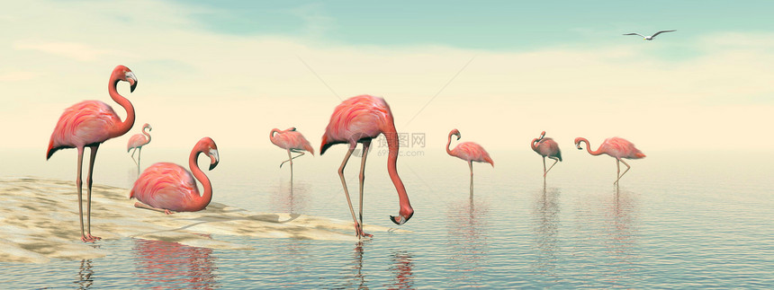 粉红色火烈鸟的一锁3D制成物池塘粉色海滩动物群羽毛海鸥野生动物热带动物插图图片