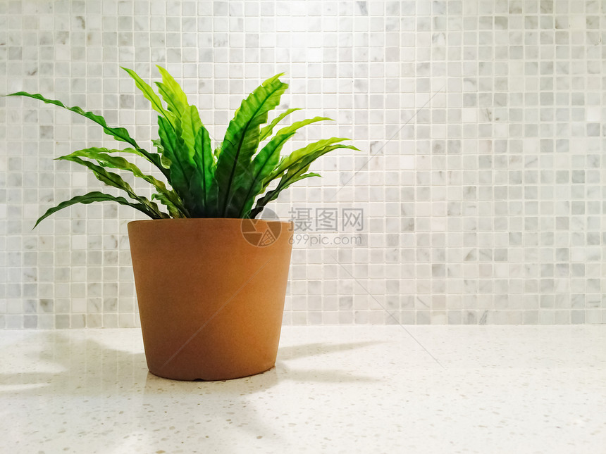 明亮厨房的绿色植物图片