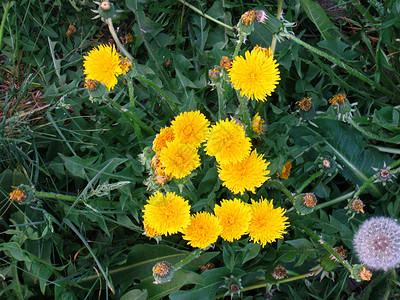 黄色花朵边框黄色的花朵和美丽的绿草背景