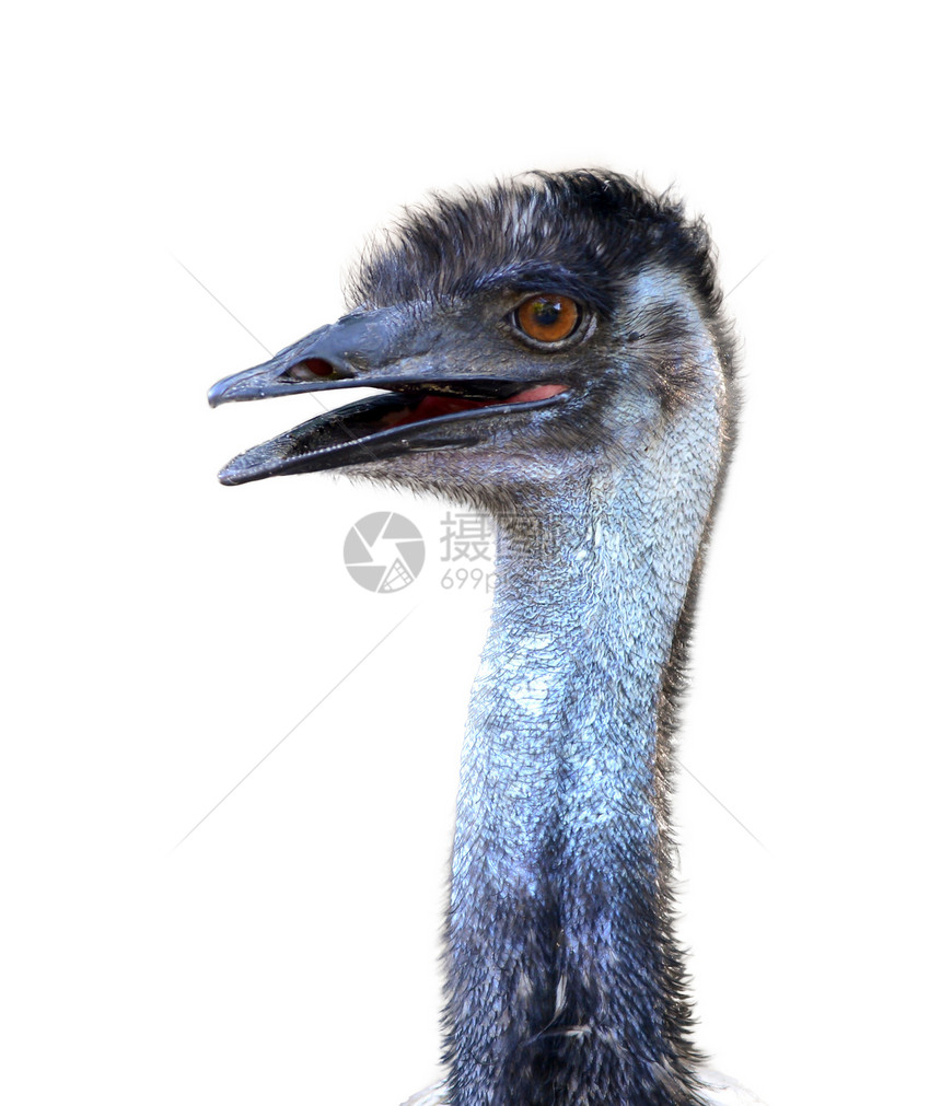 emu头与世隔绝图片