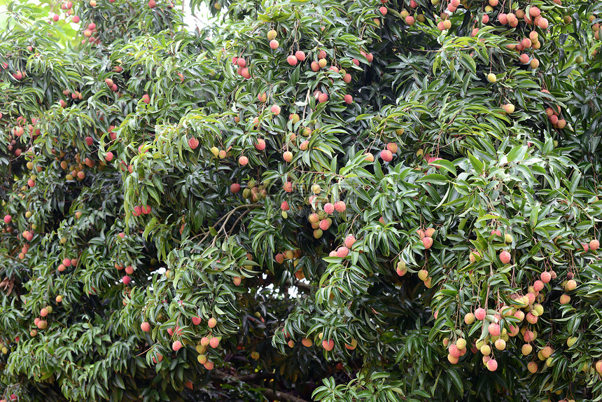树上有新鲜的一棵新的一棵树树叶热带饮食情调粉色水果绿色果园农业异国图片