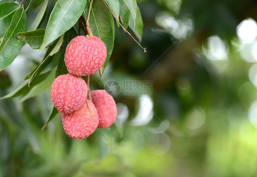 树上有新鲜的一棵新的一棵树水果绿色情调树叶异国植物红色粉色饮食热带图片
