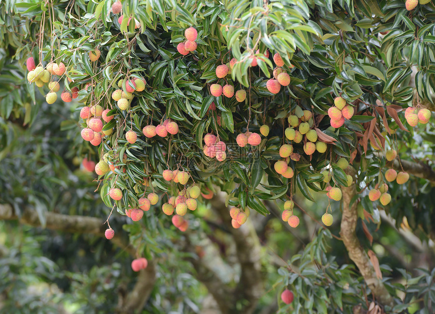 树上有新鲜的一棵新的一棵树树叶植物红色情调饮食热带果园异国粉色水果图片