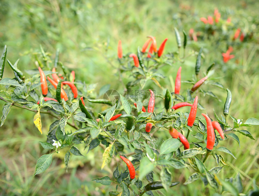 树上有新鲜的辣椒水果蔬菜植物生长叶子园艺绿色胡椒花园红色图片