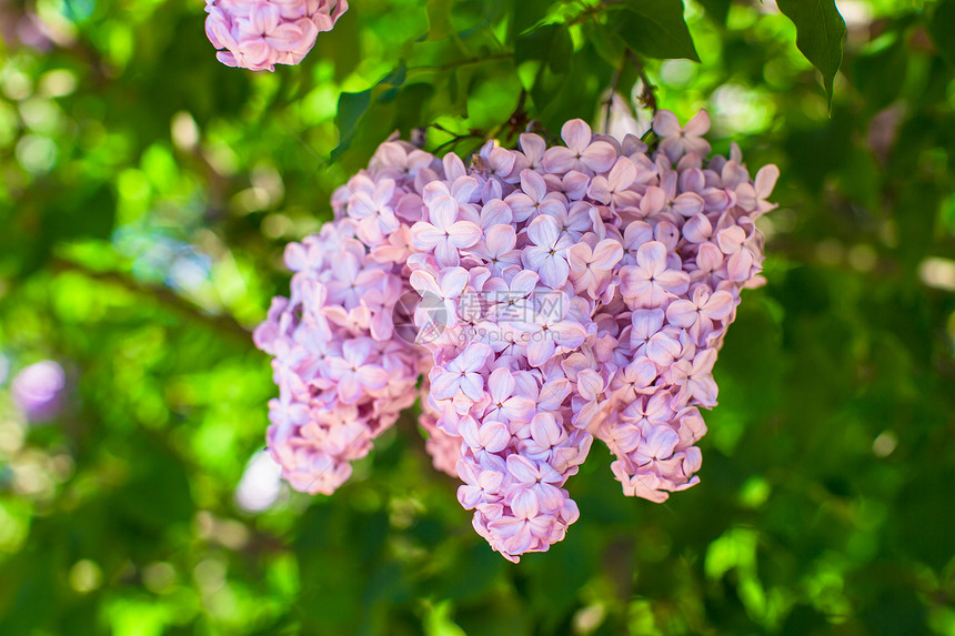 在阳光明媚的春日 一连串紫花朵植物季节衬套园艺地形紫色场景雌蕊花园植物学图片