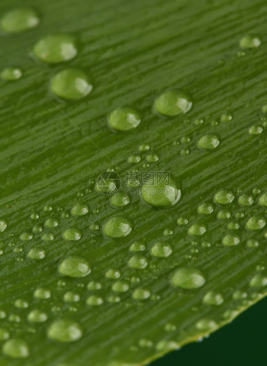 绿叶 带水滴植物雨滴叶子植物学银杏叶液体飞沫宏观生态草本图片
