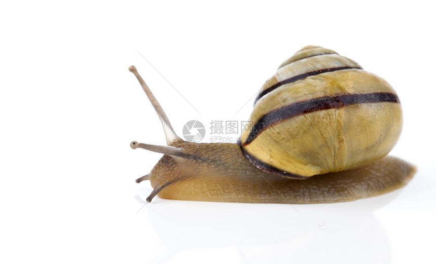 白色背景的花园蜗牛土地脊椎动物天线棕色工作室动物粘液螺旋滑行野生动物图片