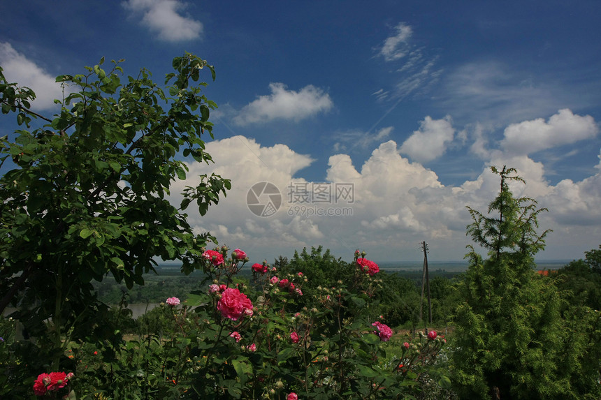 红玫瑰蔷薇红色农业天空玫瑰植物学绿色花园图片