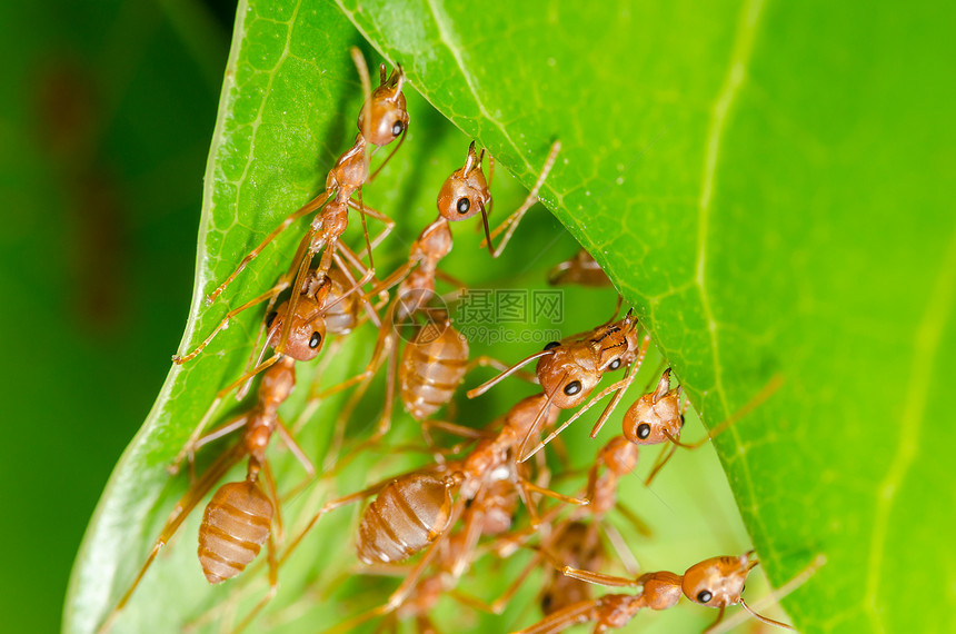 红蚂蚁建立家园昆虫花园环境叶子力量团队野生动物宏观绿色漏洞图片