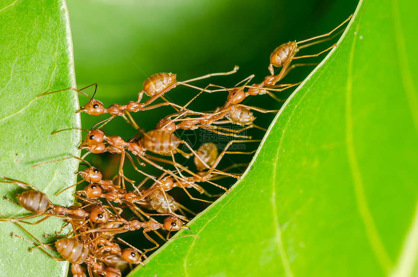 红蚂蚁建立家园团队绿色花园环境宏观昆虫叶子野生动物漏洞力量图片