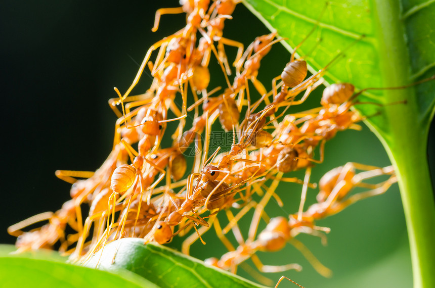 红蚂蚁建立家园房子绿色花园昆虫团队叶子环境力量漏洞野生动物图片