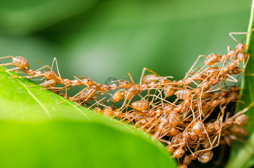 红蚂蚁建立家园团队叶子昆虫野生动物力量环境花园漏洞宏观绿色图片