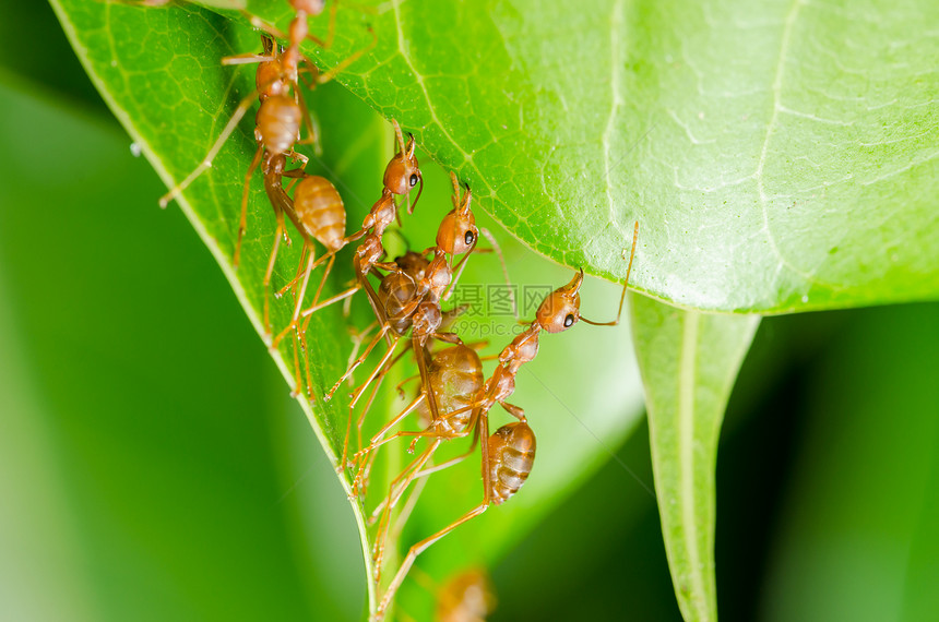 红蚂蚁建立家园房子环境绿色野生动物叶子团队昆虫宏观花园力量图片