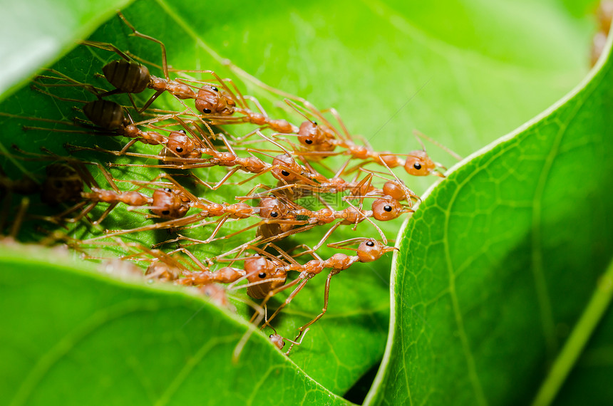 红蚂蚁建立家园房子宏观环境花园漏洞叶子绿色昆虫力量野生动物图片