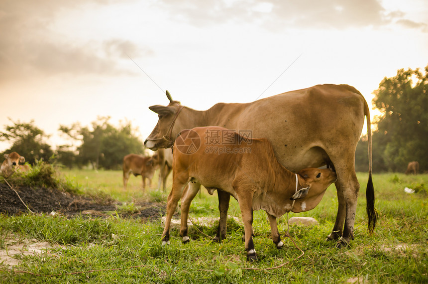 草草地上的牛棕色奶牛场景农田乡村草地植物动物牛肉生活图片