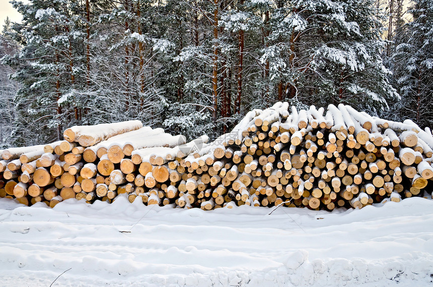 冬季森林下雪的木材天空燃料桦木折叠记录生态库存支架硬木木头图片