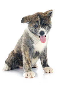小狗秋田在女性灰色动物工作室宠物斑点棕色背景图片