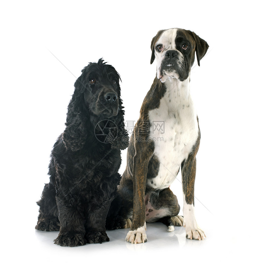 英文斗鸡和拳击手黑色猎犬工作室白色动物宠物棕色小狗犬类图片