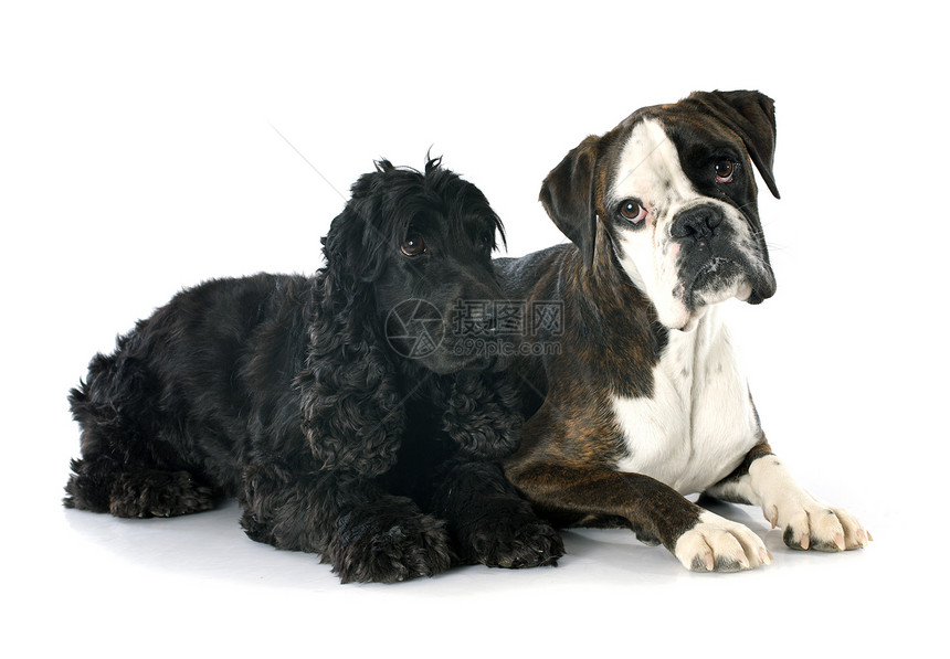 英文斗鸡和拳击手工作室猎犬黑色棕色动物宠物白色犬类小狗图片