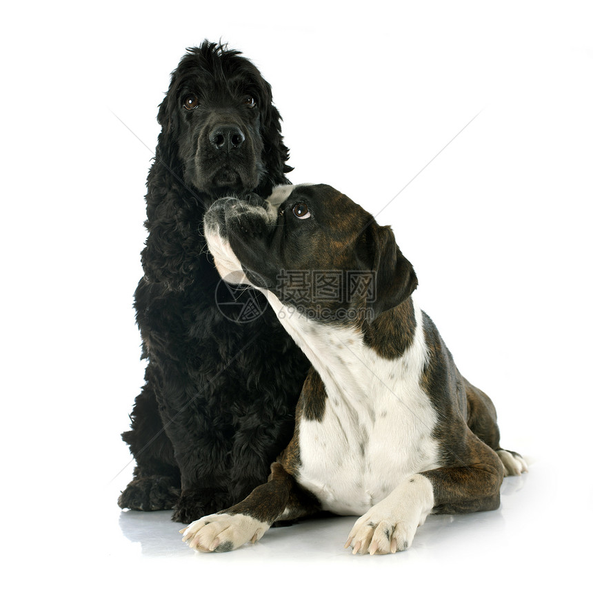 英文斗鸡和拳击手猎犬犬类棕色黑色小狗动物工作室白色宠物图片