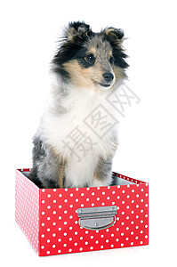 希特兰小狗盒子黑色牧羊犬动物白色工作室宠物三色工艺陨石背景图片