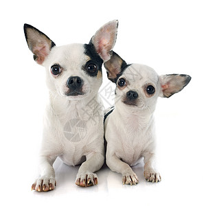2个吉娃娃宠物犬类工作室动物白色黑色背景图片