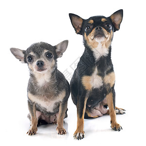 2个吉娃娃动物工作室犬类黑色灰色纯种宠物背景图片