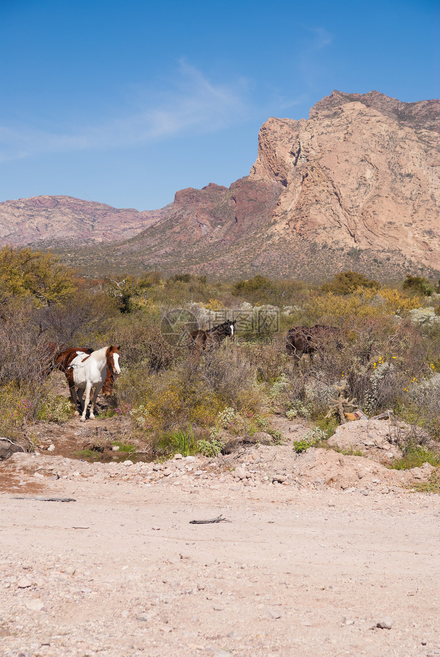 山地沙漠中的野马图片