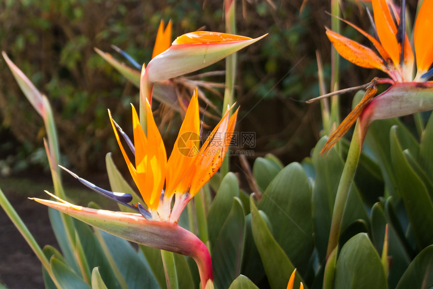 热带热带鲜花异国植物园植物橙子植物群情调图片