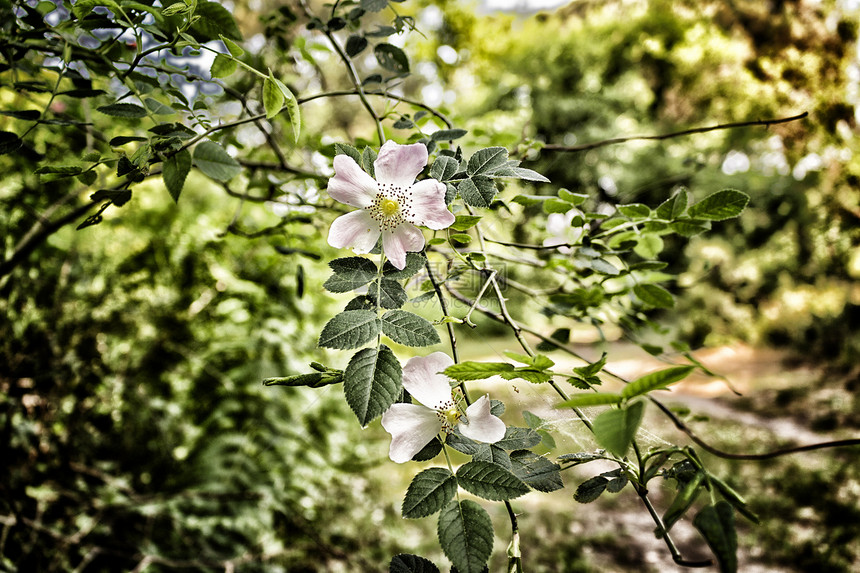罗莎卡尼娜 在玛丽娜罗梅纳附近的松木林松林玫瑰灌木丛森林树叶松树植物杂草分支机构码头图片