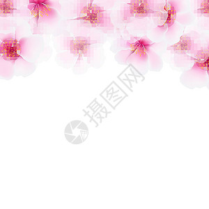 粉红彩棠花边框粉红樱桃花边框樱花植物群植物横幅花朵苹果花樱桃花枝条墙纸卡片插画