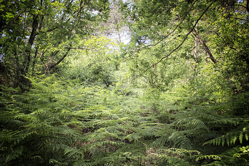 玛丽娜罗马纳附近的松木林中的ferns码头树蕨杂草树叶植物树木森林蕨类松树绿色图片
