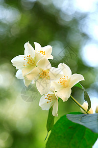 茉莉花闪耀白色环境植物压痛生长生态空气枝条宏观花头高清图片