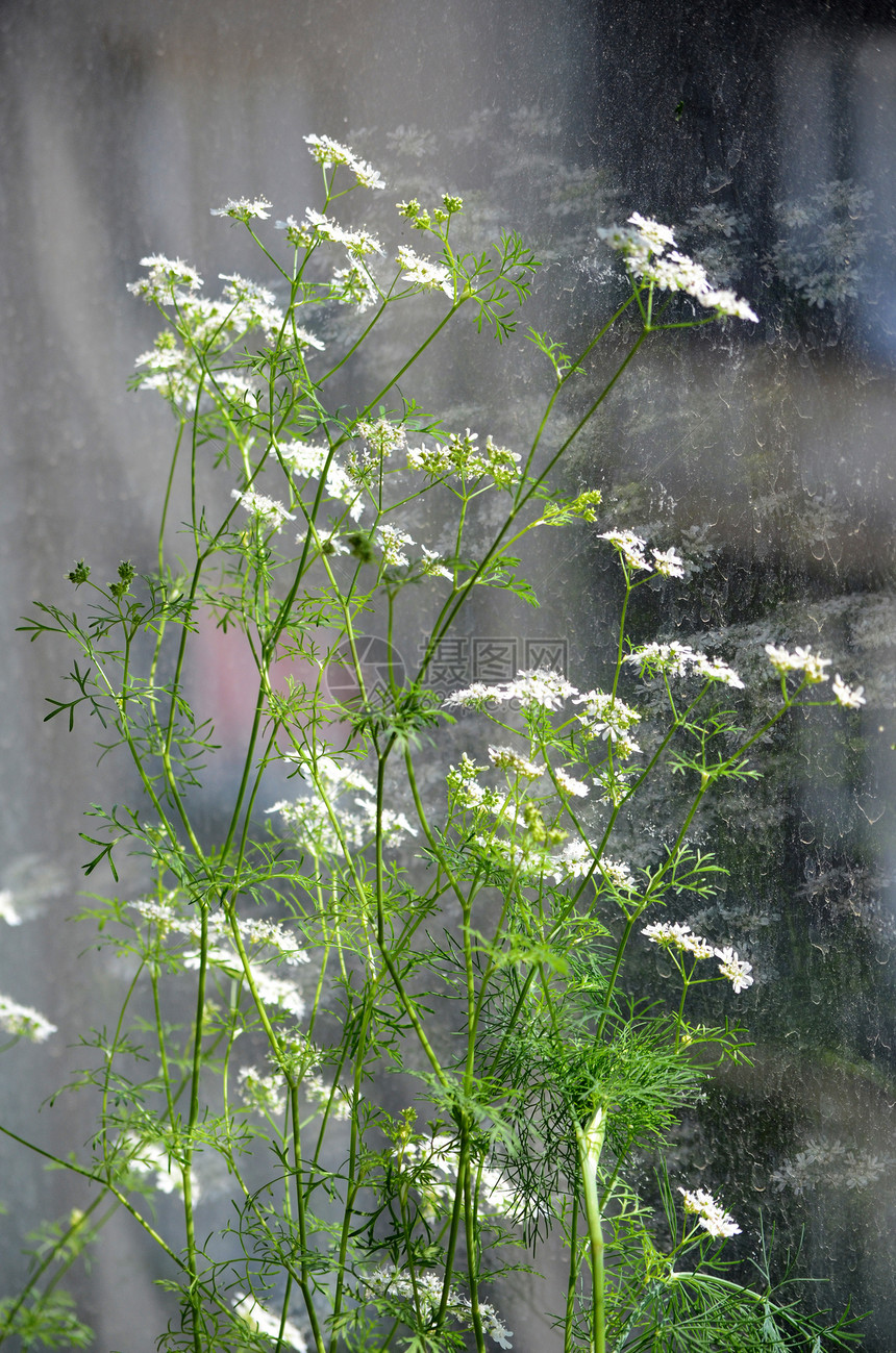 科里亚德语Name芳香草本植物香料花朵绿色树叶白色草本图片