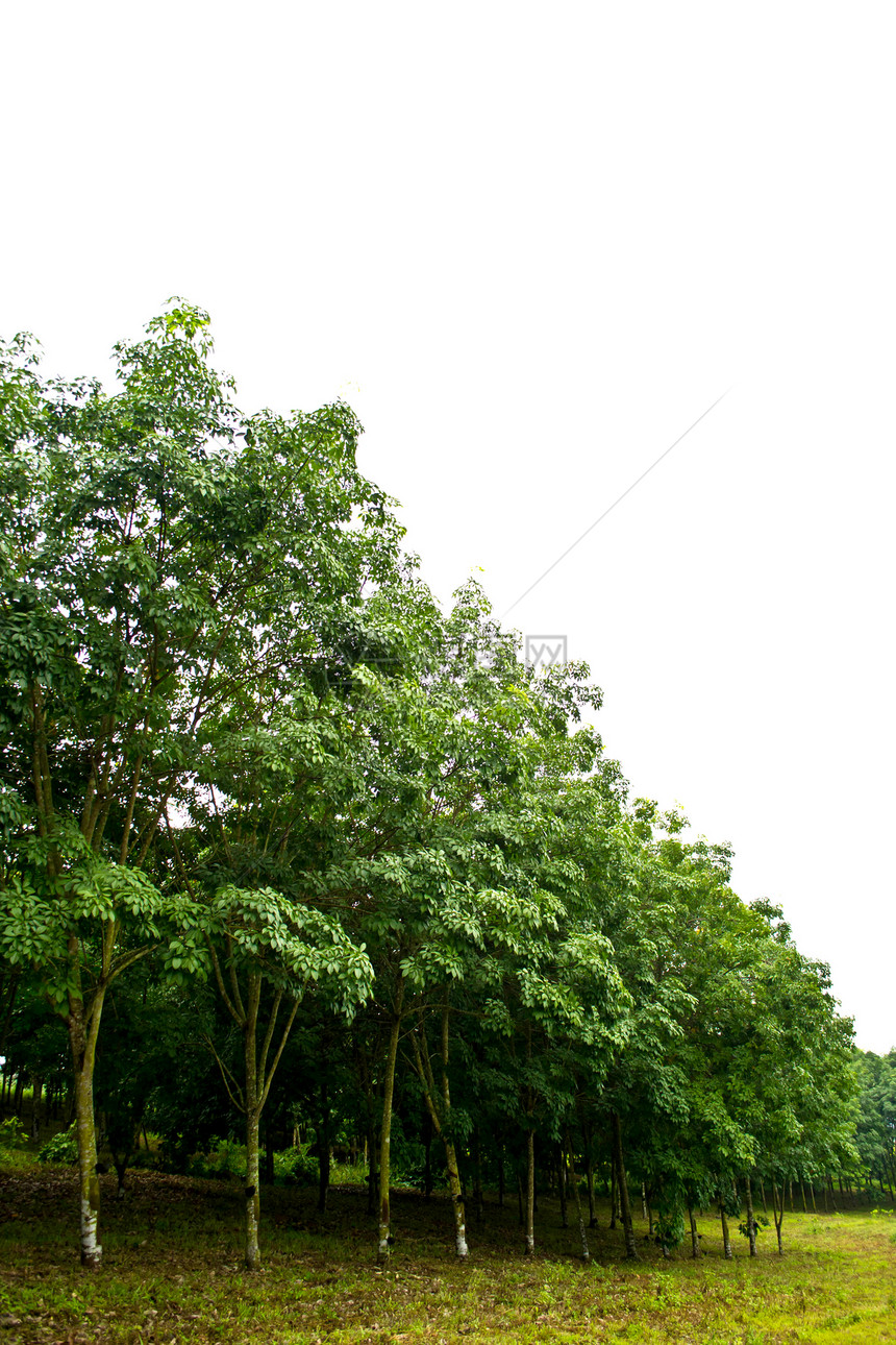 泰国橡胶树的行数乳胶树木木头植物群绿色热带种植园丛林生长森林图片