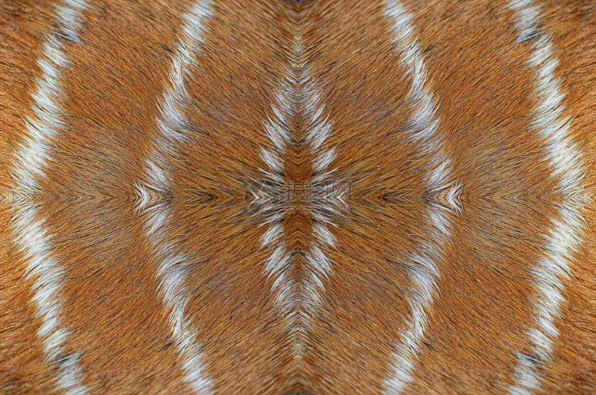鹿皮棕色线条橙子荒野条纹外套哺乳动物动物皮革头发图片